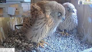 Sleeping falcons: Lesser kestrel nestling get some sleep while waiting for breakfast.