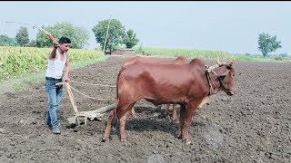 बैलसारखं काम करावं लागत हो शेतात