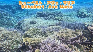 ４ｋ 「サンゴ礁と熱帯魚」「Coral reef and tropical fish」【4k 水中 UNDERWATER GoPro9】【宮古島　海　サンゴ　魚　シュノーケリング　水族館　観光　移住】