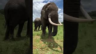 Hilarious Elephant Pulls Prank on #WorldElephantDay!