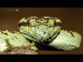 india s western ghats king cobras u0026 other wildlife