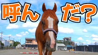 「ボクを呼んだ？」人と目が合うと後ろから近づいてくる引退競走馬が可愛すぎました。【ツルマルボーイ様のシモベ】