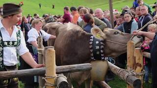 Viehscheid in Obermaiselstein 2018