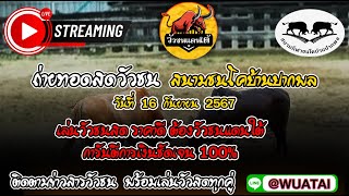 #ถ่ายทอดสดวัวชน   #สนามชนโคบ้านปากพล ทำการชน วันที่  16  กันยายน  2567#วัวชนออนไลน์