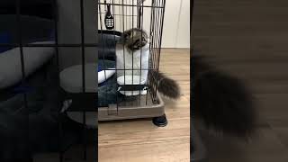 お水飲んでる最中なにかに驚く猫 #shorts #まる猫 #まる猫むさし