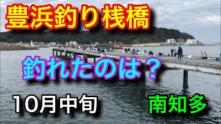 豊浜釣り桟橋で釣れたのは？10月の南知多