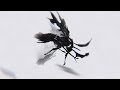 Omadhaun - Hornets