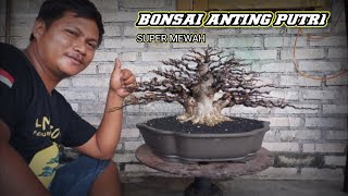 bonsai anting putri super mewah