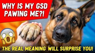 Why does my German Shepherd put his paw on me when I pet him? | The Shocking Truth Revealed!