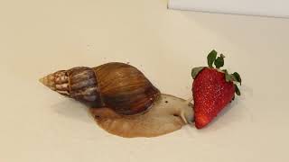 🐌 GIANT African Snail eating Strawberry 🍓 #PetSnail