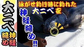 【神経締め・オオニベ編】泳がせ釣りの釣行で釣れた（大ニベ）の神経締めを、ご説明させて頂きました！（短時間編）