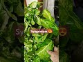 Benefits and motivation of plants#trendingvideo #healthyplants #terracegardener #plants #2024shorts