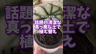 話題の清潔な真っ黒な土で植え替え・肥料入りでお世話も楽です、BotanicalSoil・アロカシア #観葉植物 #plants #アロカシア #houseplants