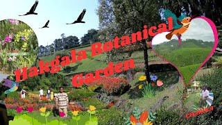 Hakgala Botanical Garden | හක්ගල උද්භිද උද්‍යානය😎 | Nuwara eliya Hakgala Garden