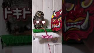 鬼は外👹ふくろう🦉は内  うちのふくろう空の節分 #フクロウ #owls #節分　#癒し