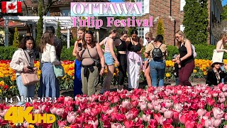 Ottawa Canada 🇨🇦 | Tulip Festival 14 May 2023 Commissioners Park Walking tour 4K UHD (HDR)