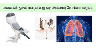 Pets not have court to prove them self    பறவைகள் மூலம் மனிதர்களுக்கு இவ்வளவு நோய்கள் வருமா.mp4