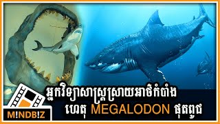 អ្នកវិទ្យាសាស្ត្រស្រាយអាថ៌កំបាំង ហេតុអ្វីបានជា megalodon ផុតពូជពីផែនដី