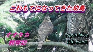 オオタカ観察記　顔つきに凄み出て来た幼鳥　Goshawk child becomes  hard-boiled looking  2021年7月10日撮影