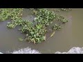 amazing wildlife sierpe mangrove tour in costa rica osa tropical properties