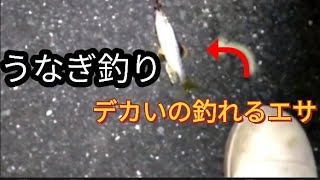 うなぎ釣り！小河川でドバミミズと双璧の特エサはこれだと思うのです。