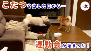 この日、ワンコたちはこたつの楽しさを思い出した…🐕🐕🌬