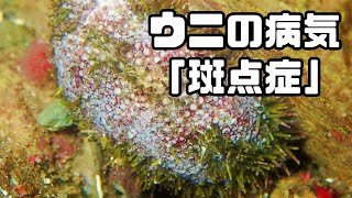 [声]バフンウニの病気「斑点症」を一緒に観察していきましょう。