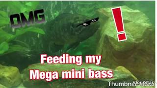 FEEDING MY WARMOUTH BASS!!!