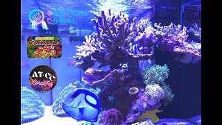 宙ブロック作成＆サンゴ大量入海！【サンゴ】【海水魚水槽】