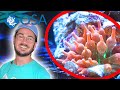 Bubble Tip Anemone | What is an...Anemone ?!