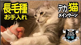 【メインクーン】長毛種の大型猫のお手入れは大変？