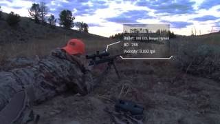 Long Range Hunting - Huge Wyoming Herd of 100 Elk - 640 Yards