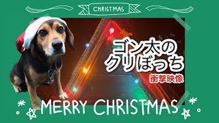 【クリスマス】【衝撃映像】ゴン太のクリぼっち✨🎄パンツは気にしないで下さい/ Gonta's lonely Christmas✨🎄#奄美大島#ビーグル犬#犬