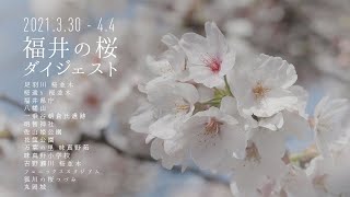 福井の桜の名所2021 足羽川・朝倉氏遺跡・丸岡城・味真野他 ダイジェスト