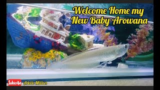 FISH PET SHOP BUYING SILVER AROWANA | Adeile Millan