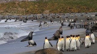 南極サウスジョージア島 キングペンギンの世界