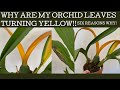 Why are my orchid leaves turning yellow!? Six reasons why - not all are bad! - and what to do!