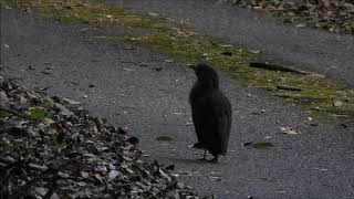 ミゾゴイ（9月　宇賀渓谷の野鳥）