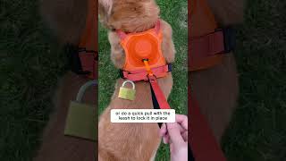 2024 Innovative Dog Walking Harness with Retractable Leash - YourCatBackpack.Co