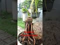 smallest coconut bonsai bonsai coconut fyp fypシ゚