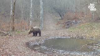 Medved in druge živali v Kočevskem gozdu / Bear and other animals in Kočevsko