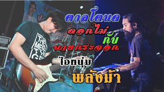 ตาลโตนด-ดอกไม้กับนายกระจอก-พลังม้า cover ฉลามขาว เพชรบุรี