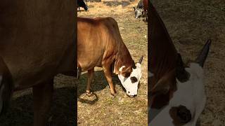 God with cow 🥰☺️#cow #cows #farm  #nature #milk #love #animal #photography#cowgirl #farmer