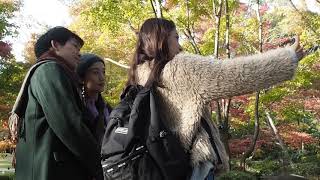 秋の紅葉散歩　荻窪　大田黒公園　2018.11.28