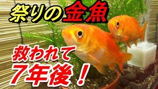 祭りの金魚７年後！　大きくなりました！【金魚すくい】