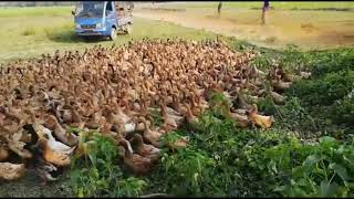 হাঁসের খামার Duck 🦆 farm SAFA Agro, sylhet, Bangladesh