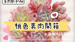 多肉開箱筆記-桃色美肉一朵朵💓來看看112年第一期薇閣多肉狀態如何？