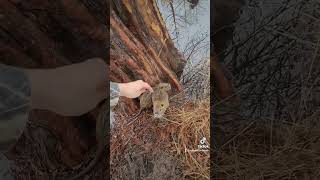 Petting a baby nutria rat