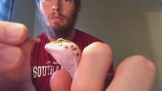 How to safely force feed your Leopard Gecko!