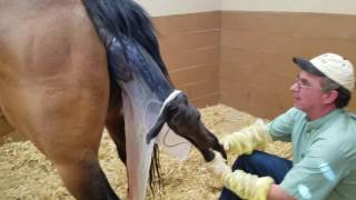 Maiden Mare - Minor Dystocia, Attended Foaling - Horse SIde Vet Guide